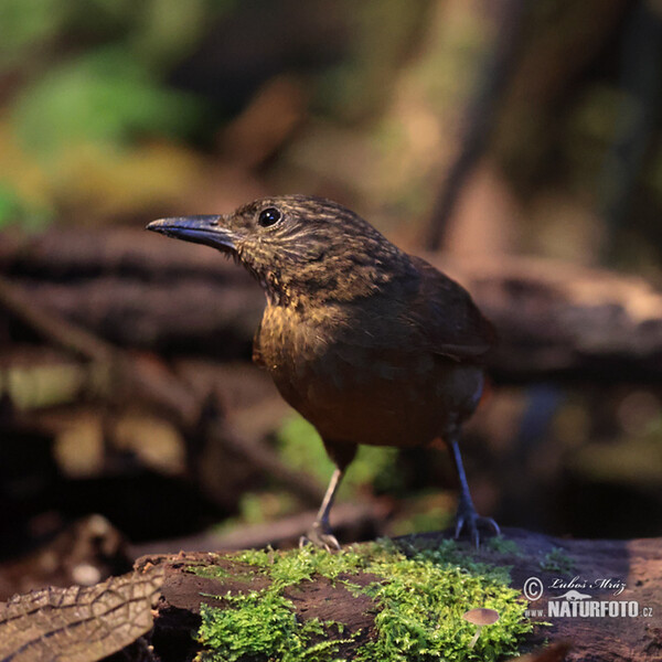 Streak-capped Threehunter (Thripadectes virgaticeps)