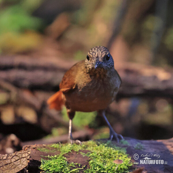 Streak-capped Threehunter (Thripadectes virgaticeps)