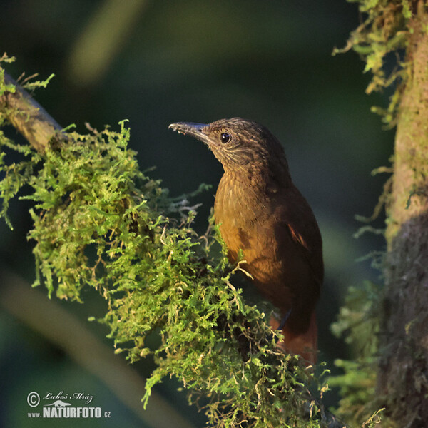 Streak-capped Threehunter (Thripadectes virgaticeps)