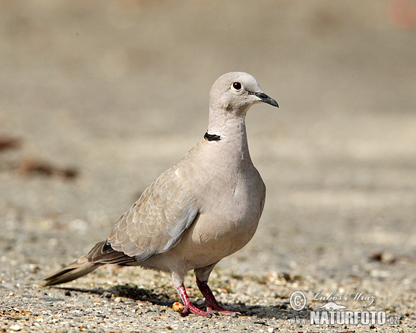 Streptopelia decaocto