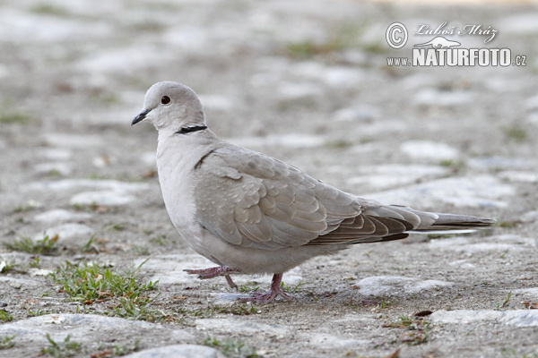 Streptopelia decaocto