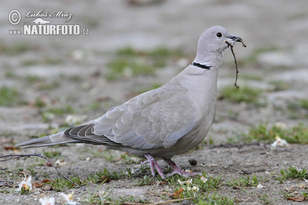 Streptopelia decaocto