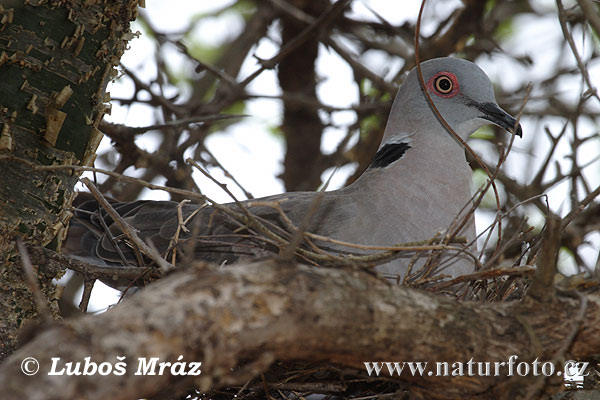 Streptopelia decipiens