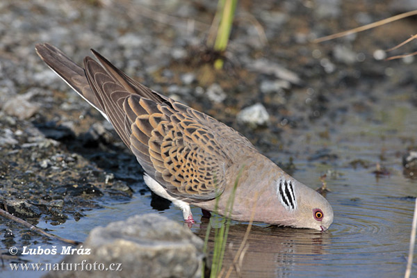 Streptopelia turtur