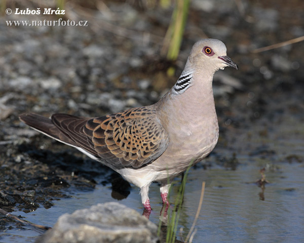 Streptopelia turtur