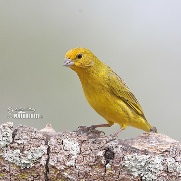 Stripe-tailed Yellow-Finch (Sicalis citrina)