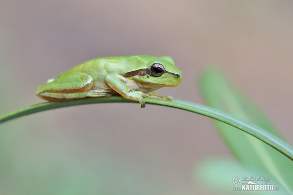 Stripeless Tree Frog (Hyla meridionalis)