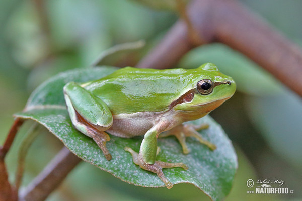 Stripeless Tree Frog (Hyla meridionalis)