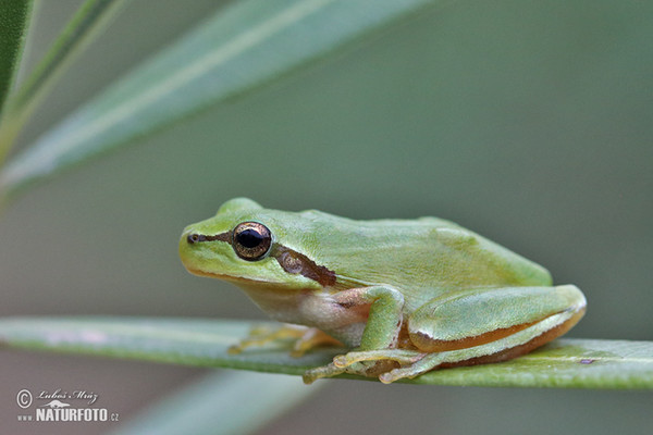 Stripeless Tree Frog (Hyla meridionalis)