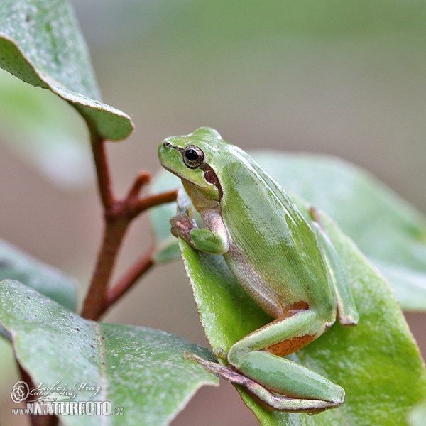 Stripeless Tree Frog (Hyla meridionalis)
