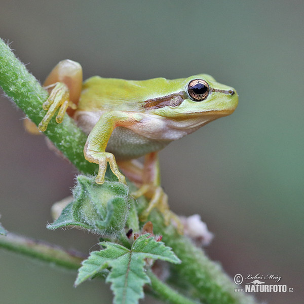 Stripeless Tree Frog (Hyla meridionalis)