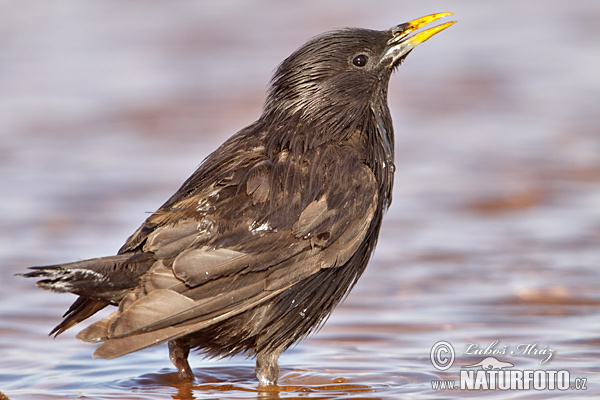 Sturnus unicolor