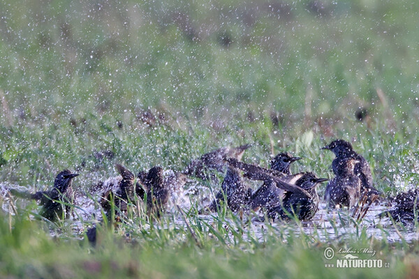 Sturnus vulgaris