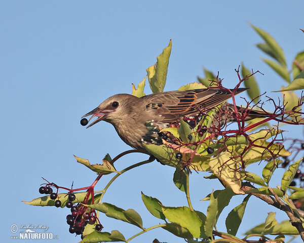 Sturnus vulgaris