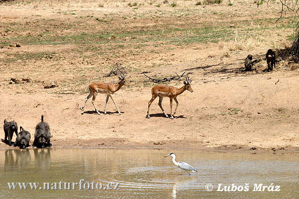 Suider-Afrika