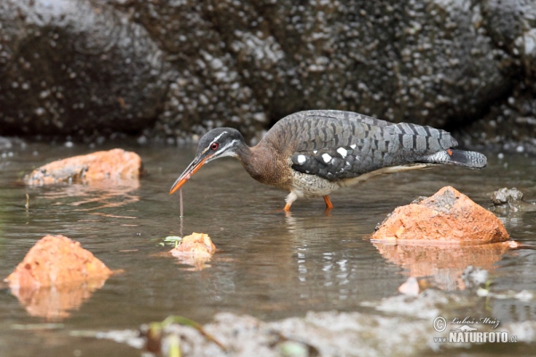 Sunbittern (Eurypyga helias)