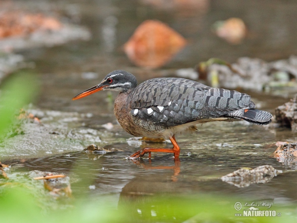 Sunbittern (Eurypyga helias)