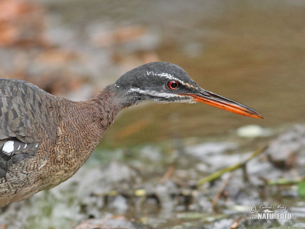 Sunbittern (Eurypyga helias)