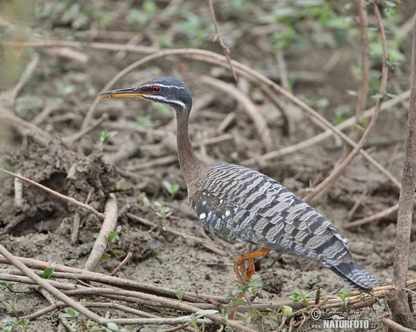 Sunbittern (Eurypyga helias)