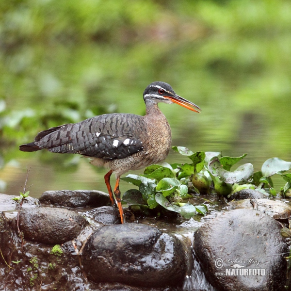 Sunbittern (Eurypyga helias)