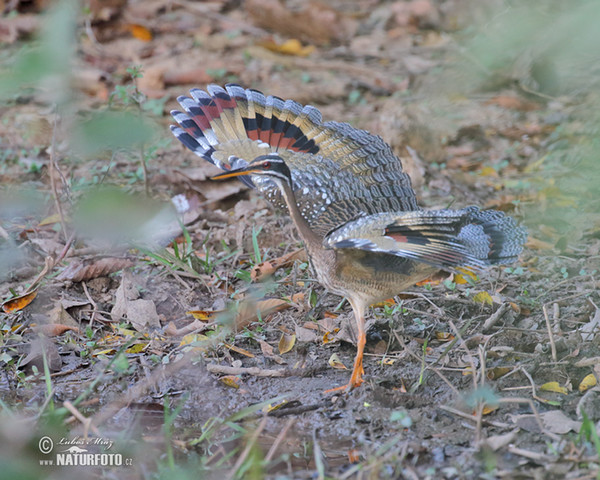 Sunbittern (Eurypyga helias)