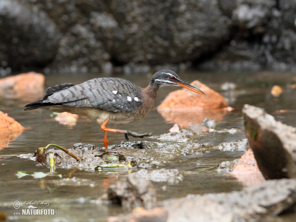 Sunbittern (Eurypyga helias)