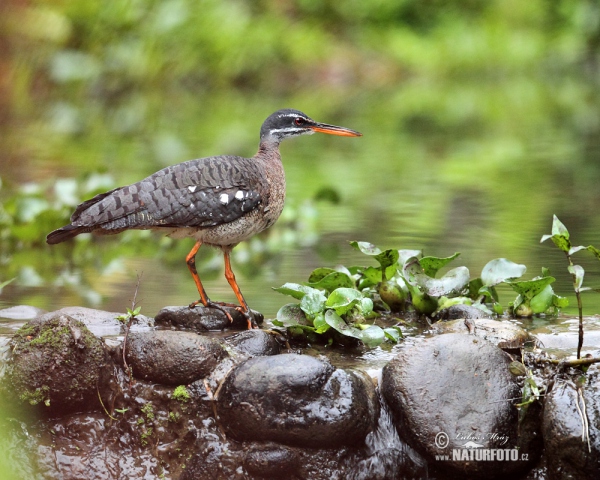 Sunbittern (Eurypyga helias)