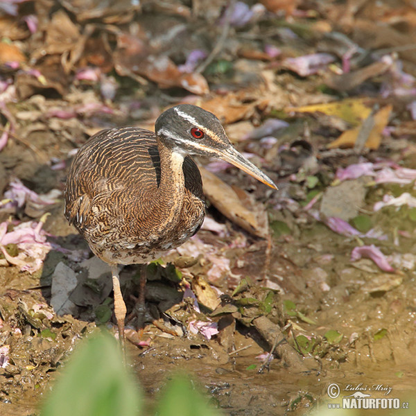 Sunbittern (Eurypyga helias)