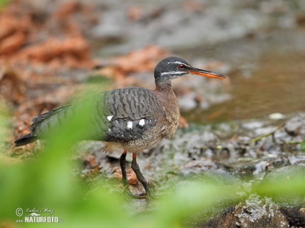 Sunbittern (Eurypyga helias)