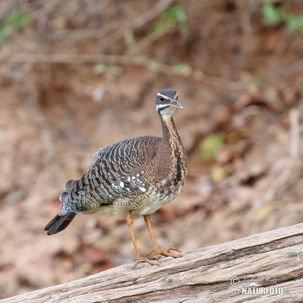 Sunbittern (Eurypyga helias)