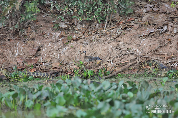 Sunbittern (Eurypyga helias)