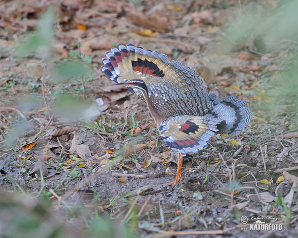 Sunbittern (Eurypyga helias)