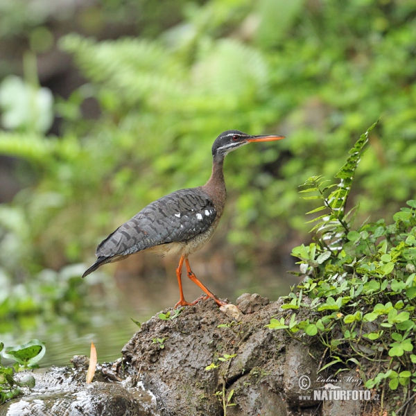 Sunbittern (Eurypyga helias)