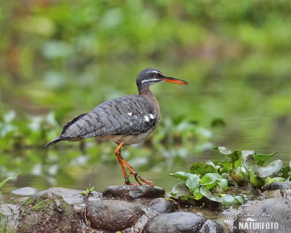 Sunbittern (Eurypyga helias)