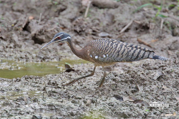 Sunbittern (Eurypyga helias)