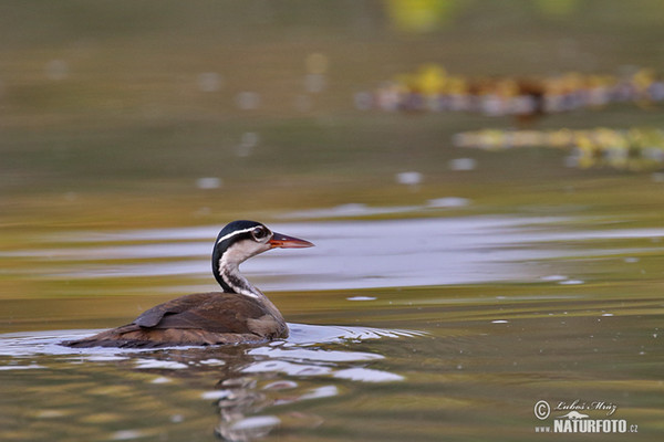 Sungrebe (Heliornis fulica)