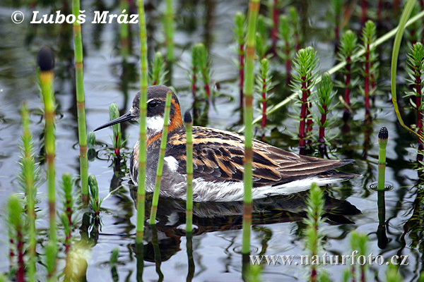 Svømmesnipe