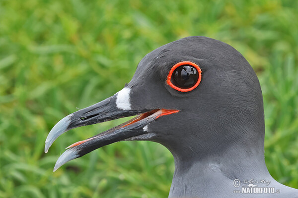 Swallow-tailed Gull (Creagrus furcatus)