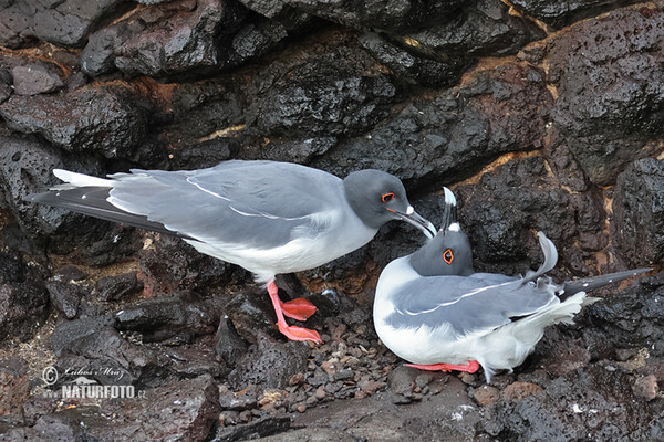 Swallow-tailed Gull (Creagrus furcatus)