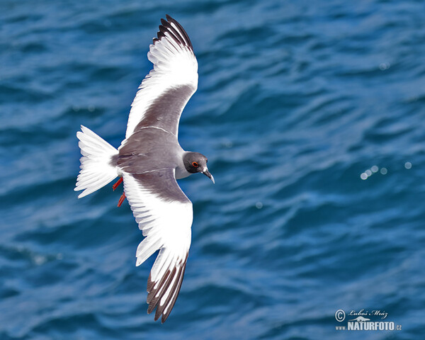 Swallow-tailed Gull (Creagrus furcatus)