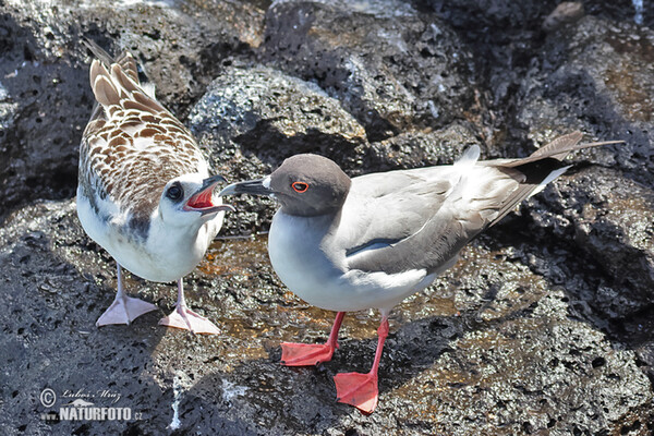 Swallow-tailed Gull (Creagrus furcatus)