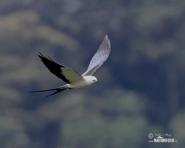 Swallow-tailed Kite (Elanoides forficatus)