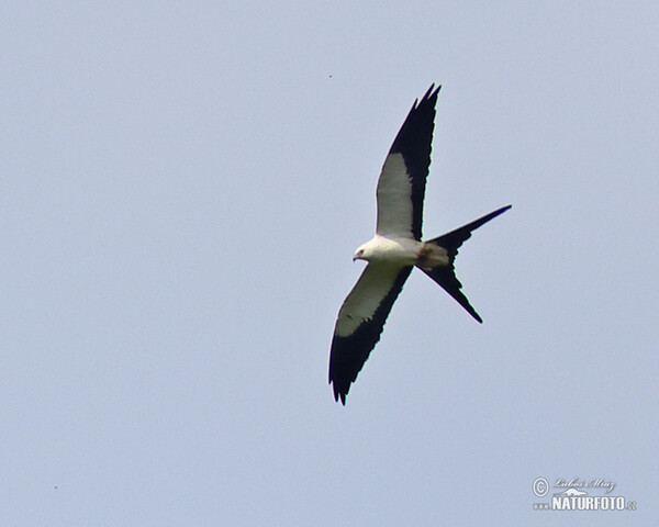 Swallow-tailed Kite (Elanoides forficatus)