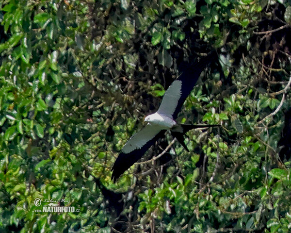 Swallow-tailed Kite (Elanoides forficatus)