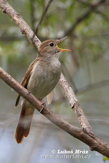 Sydlig nattergal