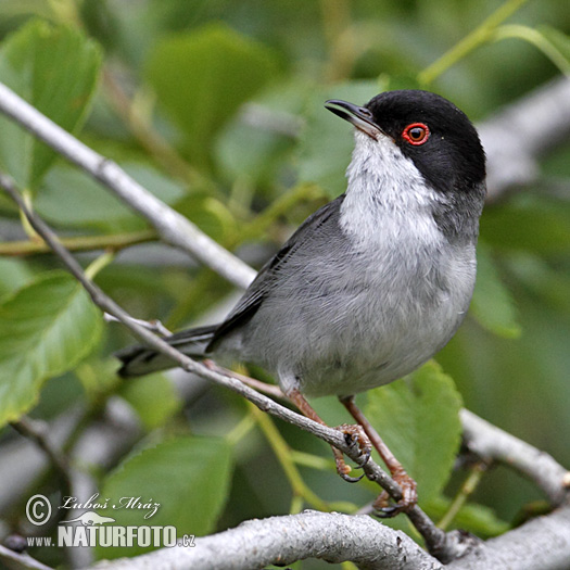 Sylvia melanocephala