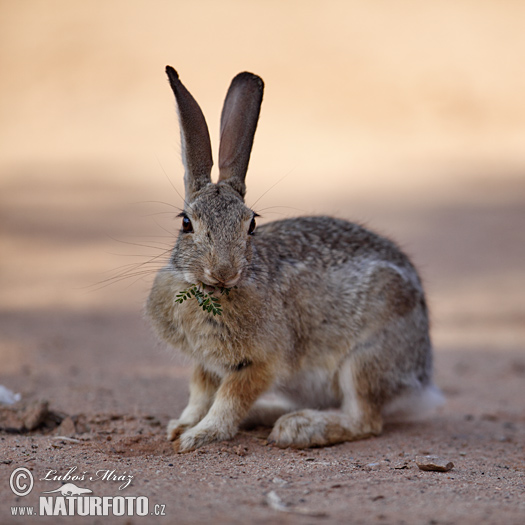 Sylvilagus audubonii