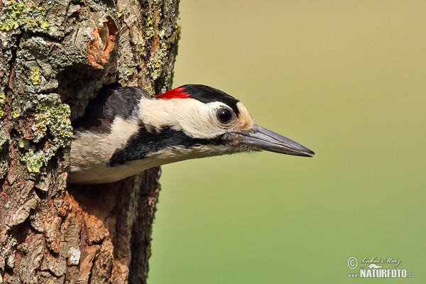 Syrian Woodpecker (Dendrocopos syriacus)