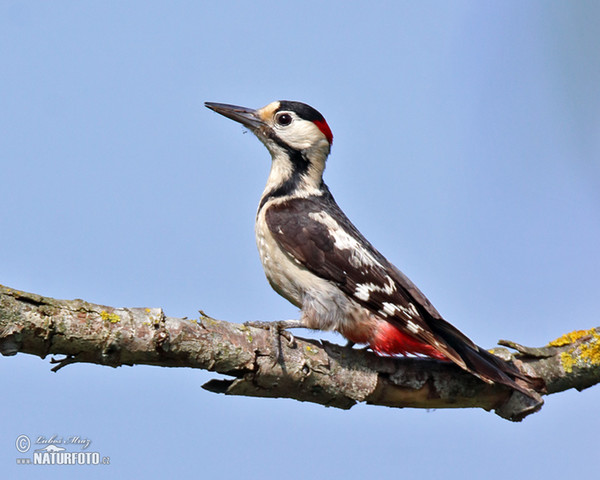 Syrian Woodpecker (Dendrocopos syriacus)