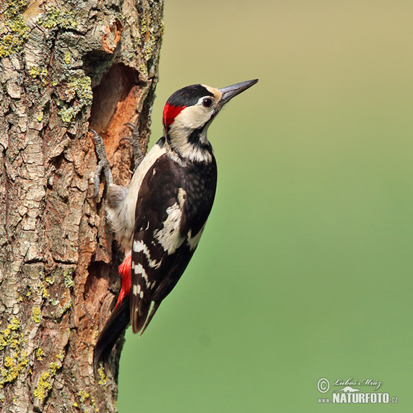 Syrian Woodpecker (Dendrocopos syriacus)